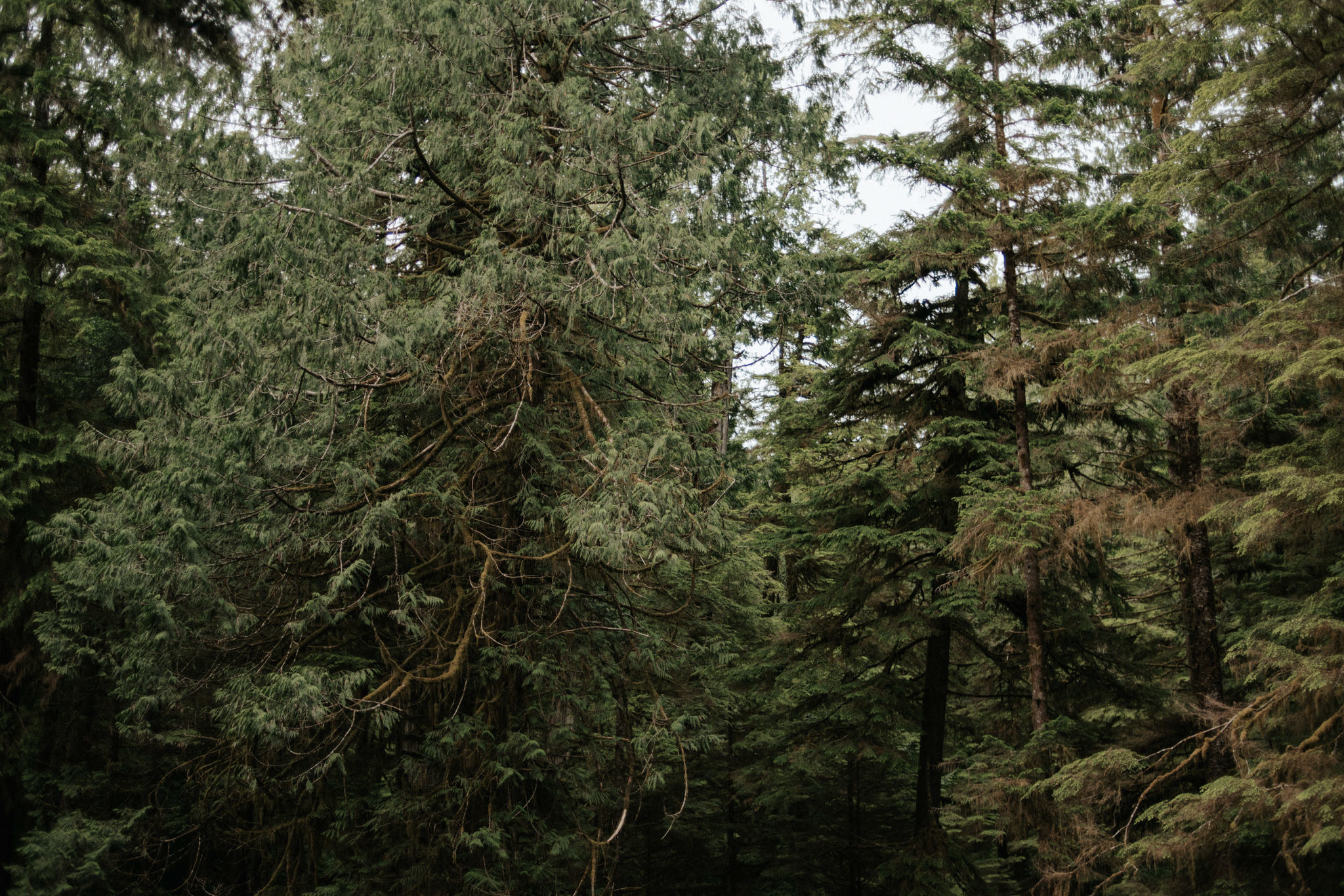 Forest in Pacific Rim National Park