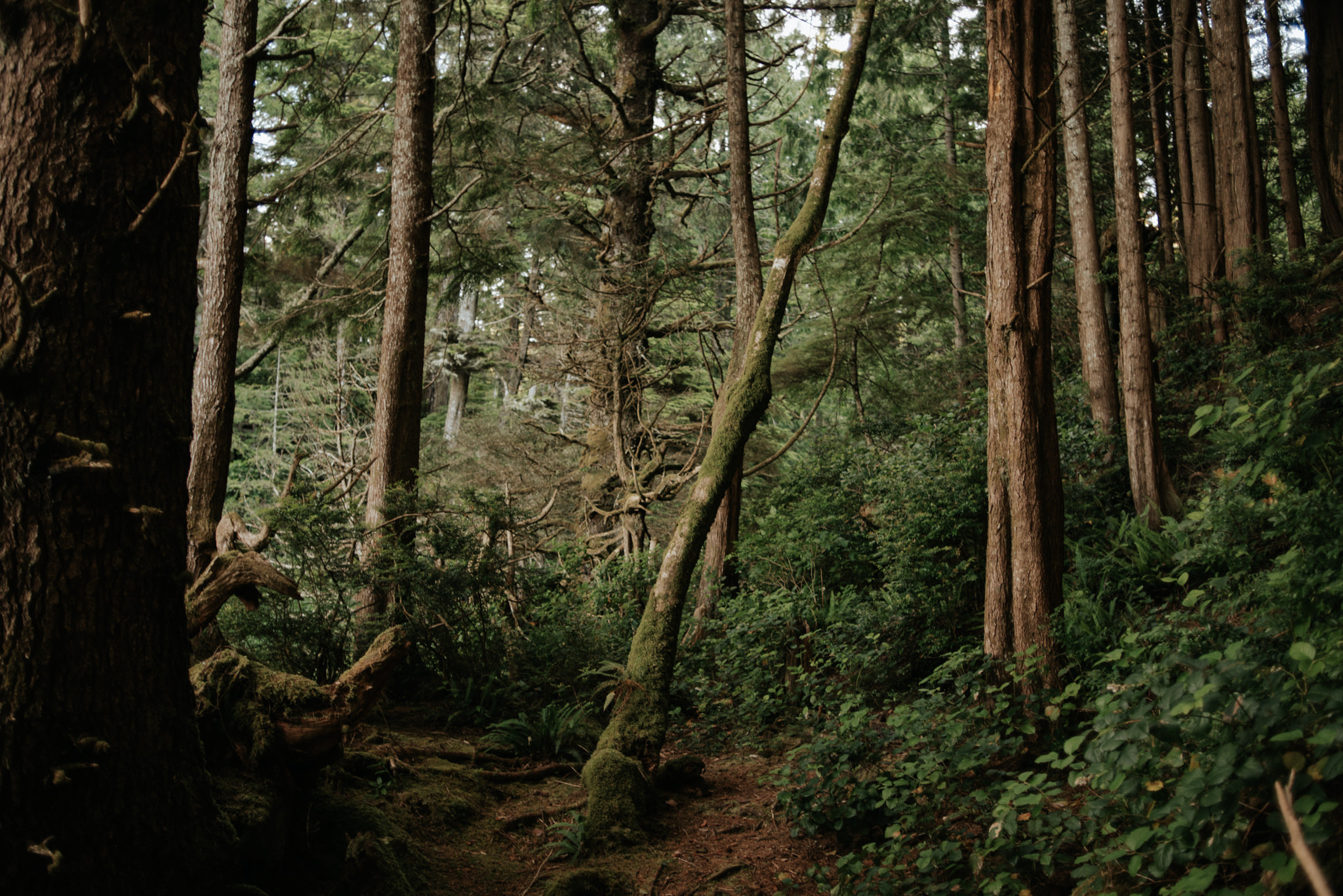 Tofino forest at sunset