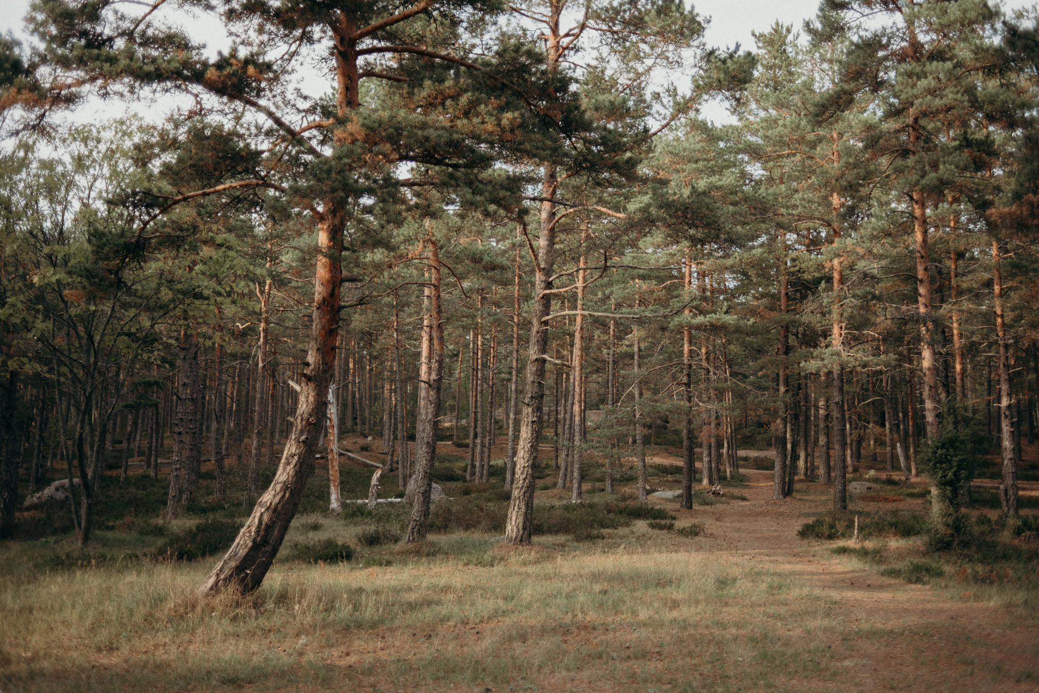 Forest in Finland at sunset