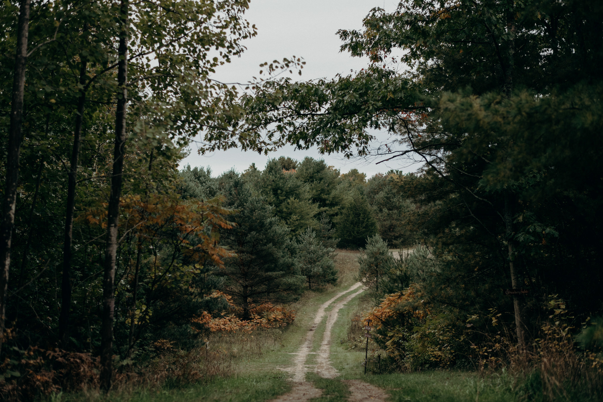 forest engagement shoot