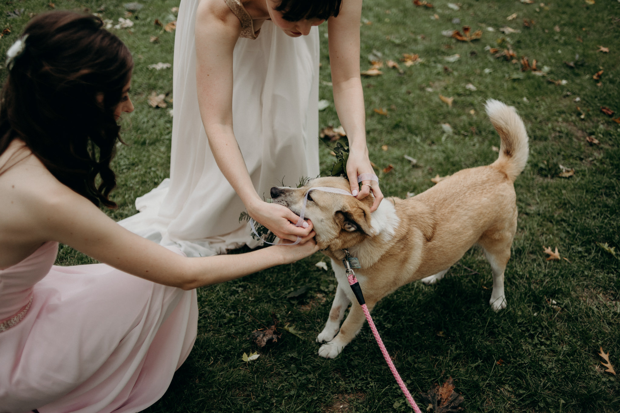 bride putting floral crown on dog