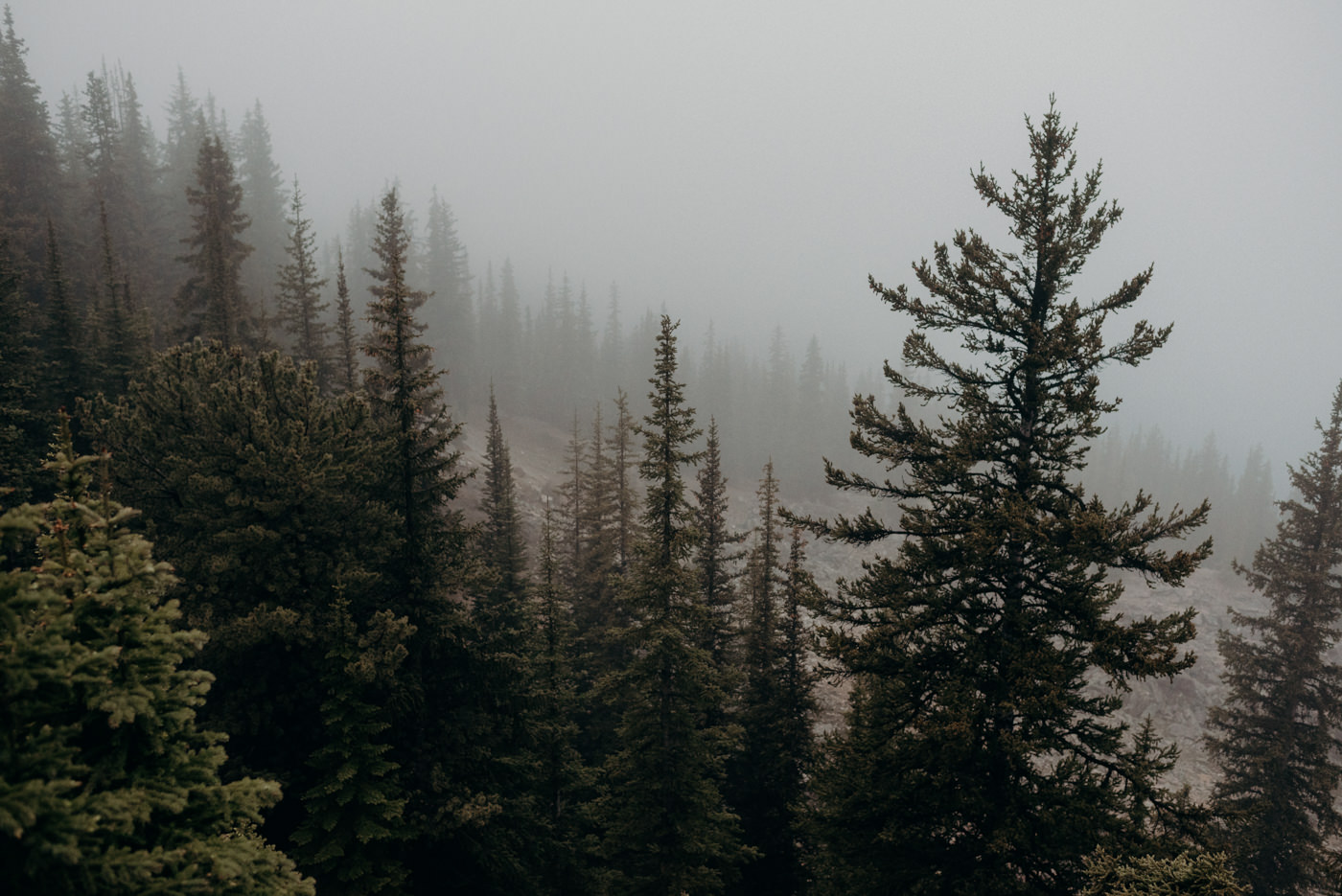 pine trees in fog on top of a mountain