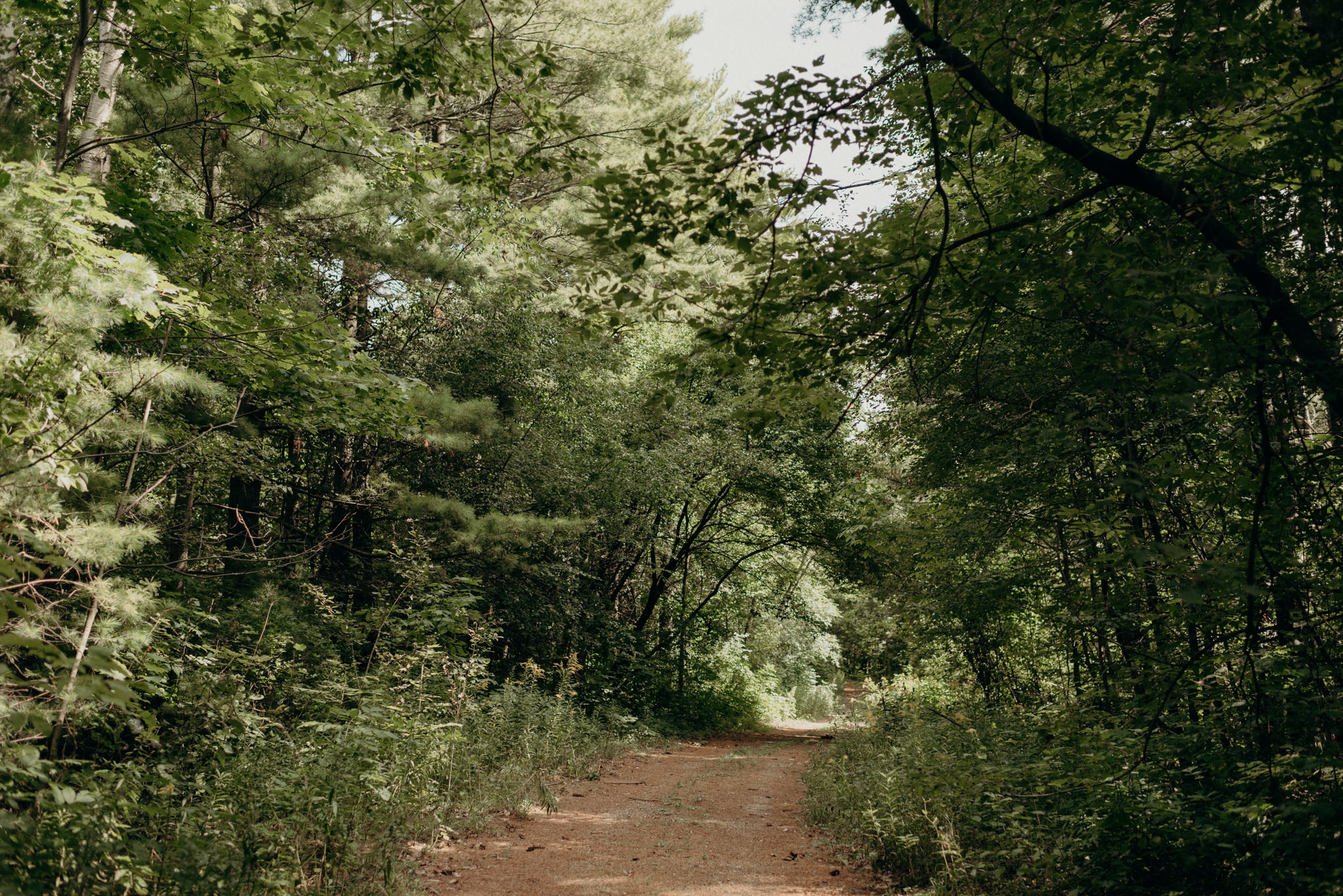 Waterloo Region Museum forest