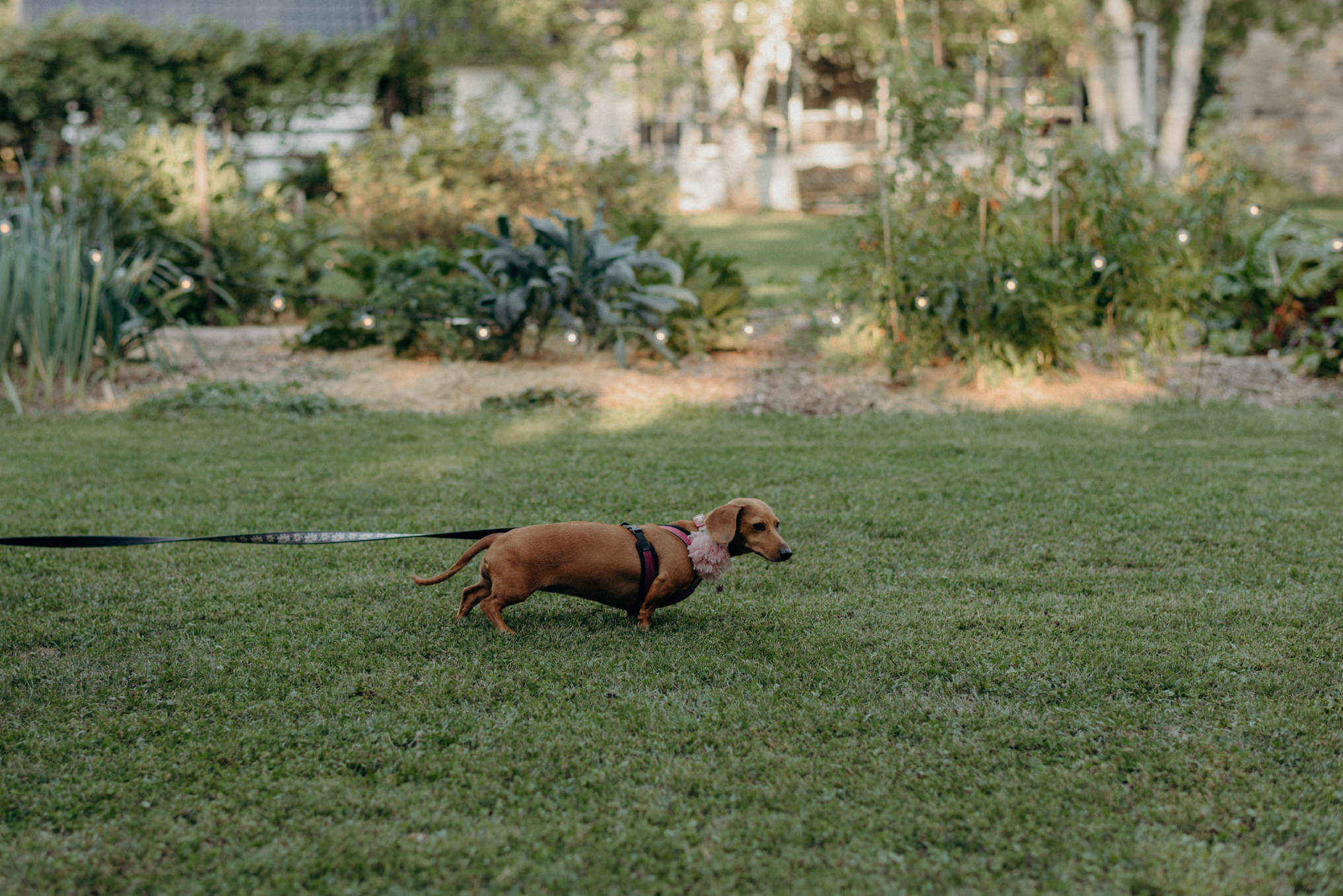 weiner dog at wedding on grass