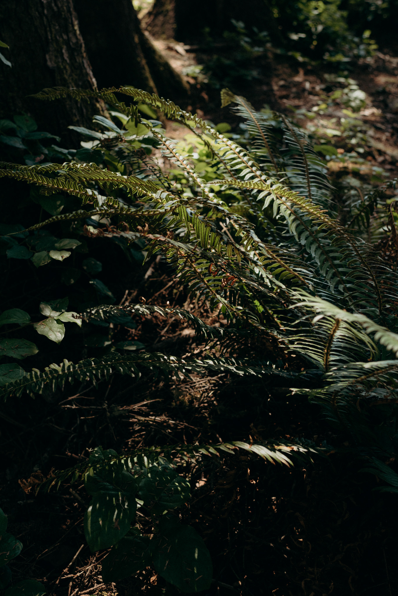 ucluelet elopement